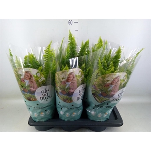 Nephrolepis exal. 'Green Lady'