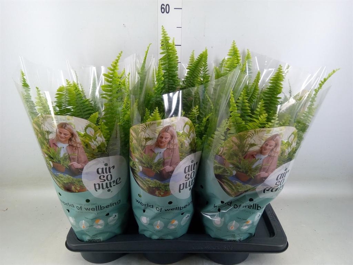 <h4>Nephrolepis exal. 'Green Lady'</h4>