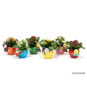 KALANCHOE BLOSSF p6 E 4599