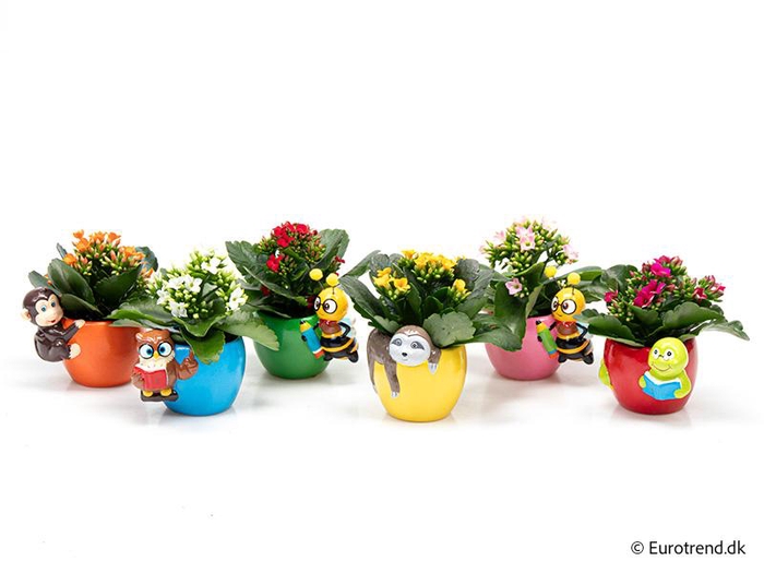 <h4>KALANCHOE BLOSSF p6 E 4599</h4>