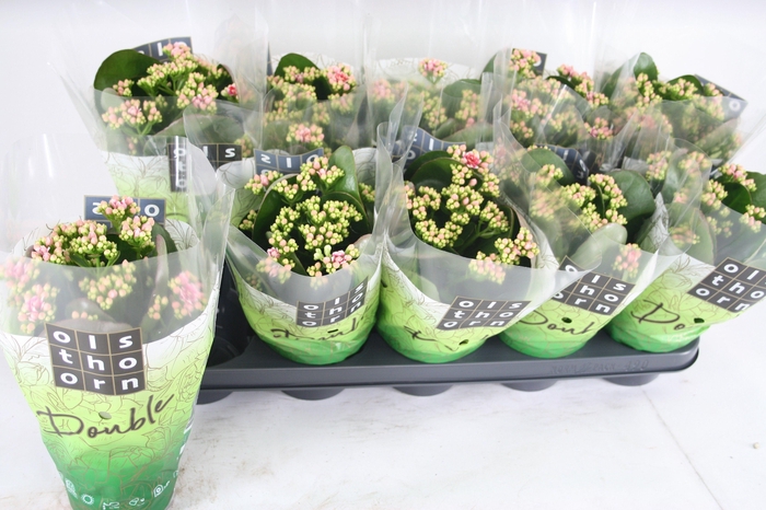 <h4>Gevuld 12 cm WEAVER</h4>