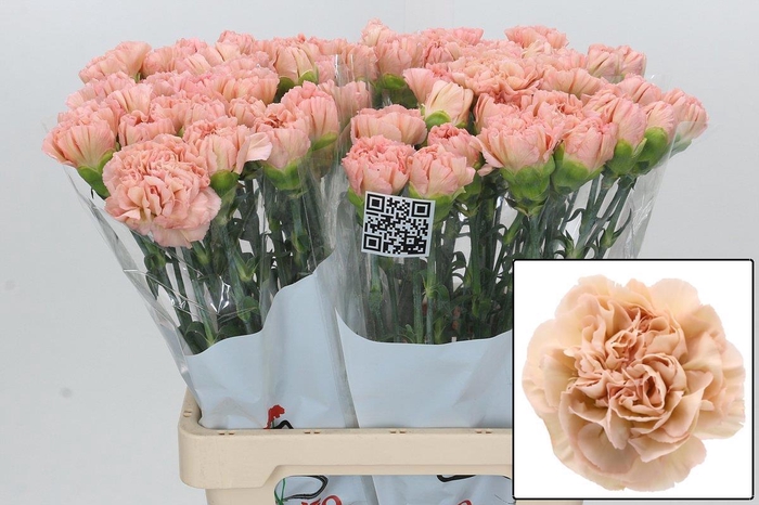 <h4>DI ST LEGE MARRONE</h4>