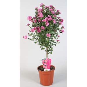 Anisodontea capensis Elegans Princess