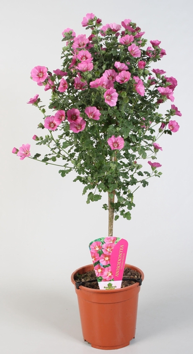 <h4>Anisodontea capensis Elegans Princess</h4>