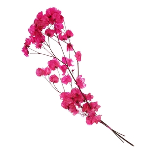 Dried flowers Bougainvillea 45-55cm