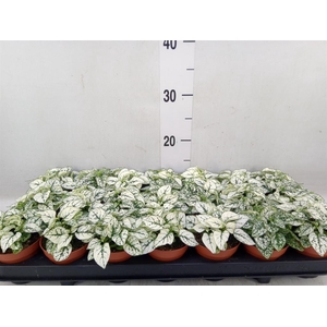 Hypoestes phyllo. 'Confetti C Whit'