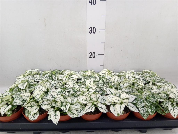 <h4>Hypoestes phyllo. 'Confetti C Whit'</h4>