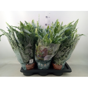 Phlebodium aureum 'Blue Star'