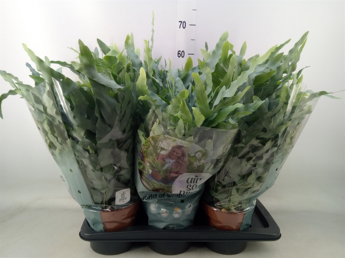 <h4>Phlebodium aureum 'Blue Star'</h4>