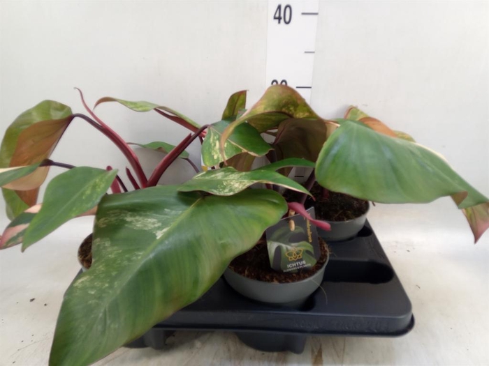 <h4>Philodendron   ...</h4>