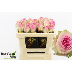 R Gr Brigitte Bardot