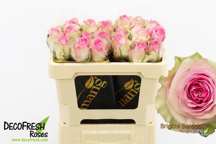 <h4>R Gr Brigitte Bardot</h4>