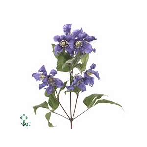 Clematis pirouette