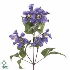 <h4>Clematis pirouette</h4>