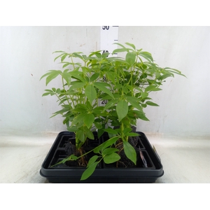 Arr.   Kamerplant Groen H%