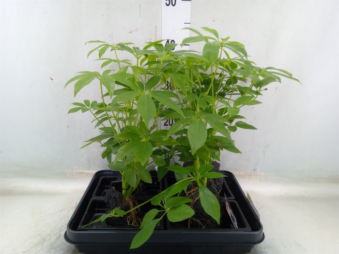 <h4>Arr.   Kamerplant Groen H%</h4>