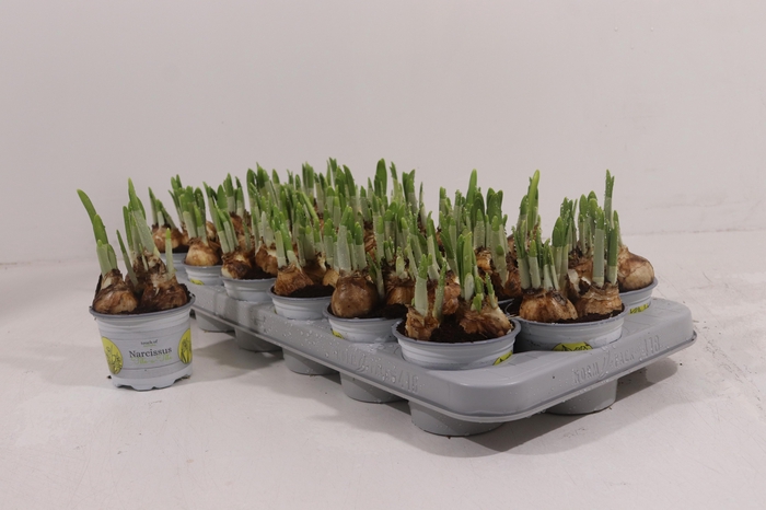 <h4>NARC O TETE A TETE</h4>