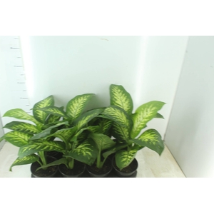 DIEFFENBACHIA TROPIC SNOW P15