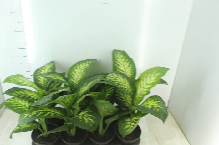 DIEFFENBACHIA TROPIC SNOW P15