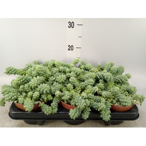 Sedum burrito