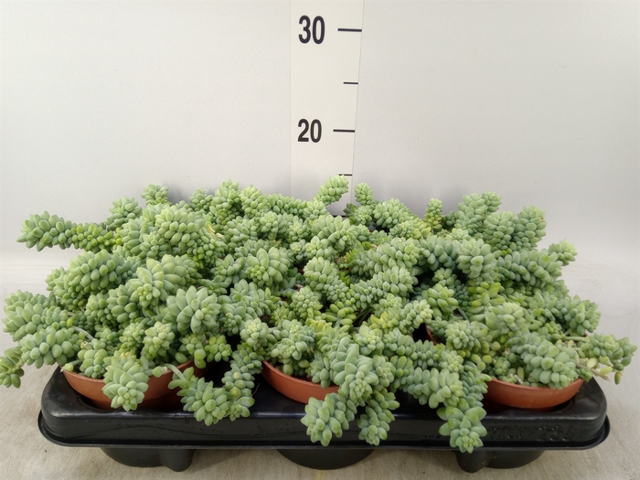 <h4>Sedum burrito</h4>