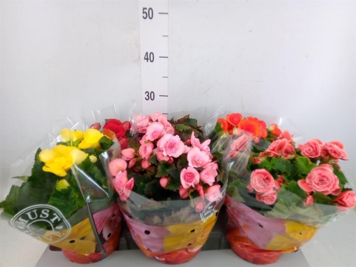 <h4>Begonia elat. DU   ...mix</h4>