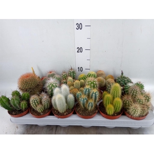 Cactus   ...mix