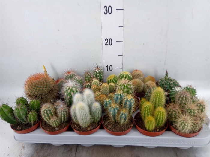 <h4>Cactus ...mix</h4>