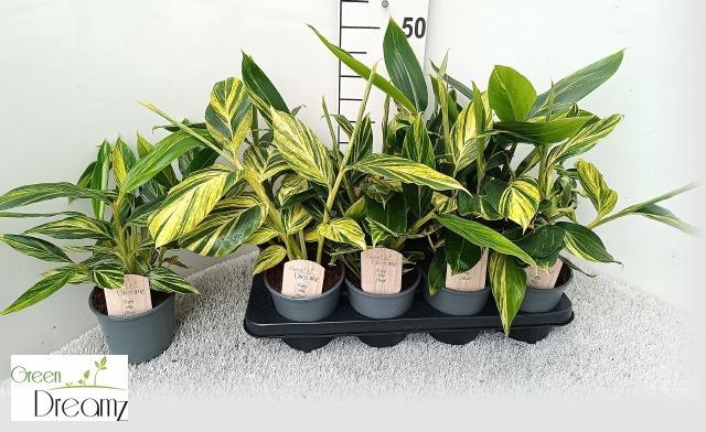 <h4>ALPINIA VARIEGATA</h4>