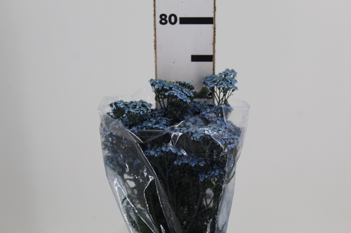 <h4>ACHILLEA MILLEFOLIUM AZUL TINTURADA 070 CM</h4>