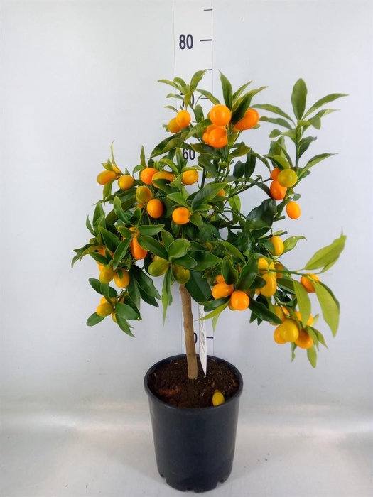 <h4>Citrus   ...</h4>