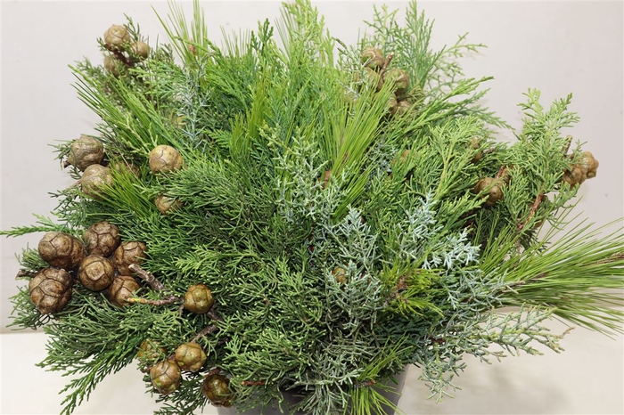<h4>Conifeer Mix Bq (5 Stems Pb)</h4>