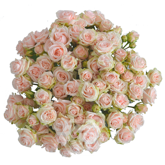 <h4>R TR WEDDING SENSATION Tessa</h4>