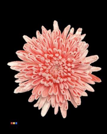 <h4>Chr G Ana Snow Red</h4>