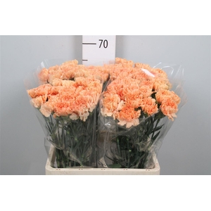 Di St Caramel Cowboy