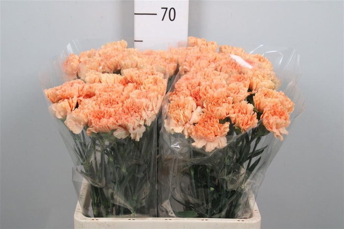 <h4>Di St Caramel Cowboy</h4>