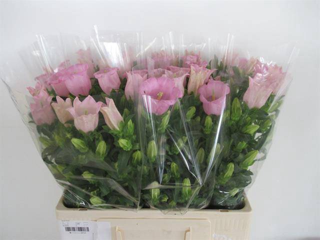 <h4>Camp M Pearl Pink</h4>