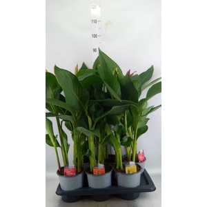 Canna  'Cannova'   ...mix