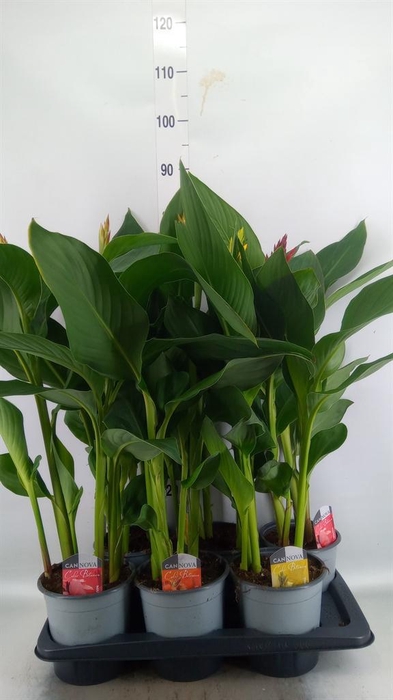 <h4>Canna  'Cannova'   ...mix</h4>