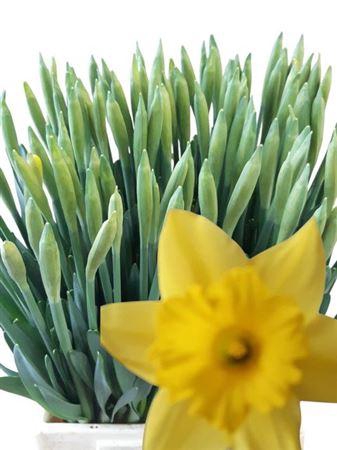 <h4>Narc T Dutch Master</h4>