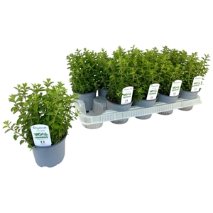 Origanum vulgare P12