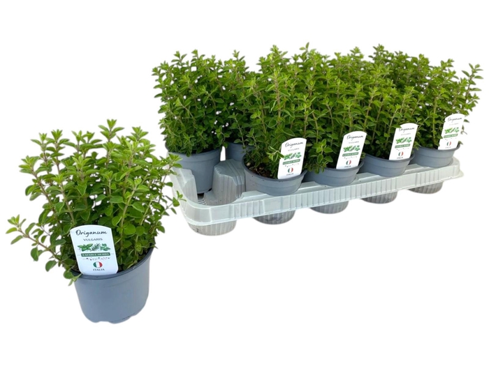 <h4>Origanum vulgare P12</h4>