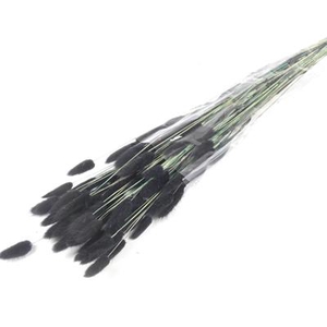 Df Lagurus Bs 50g/70cm Black