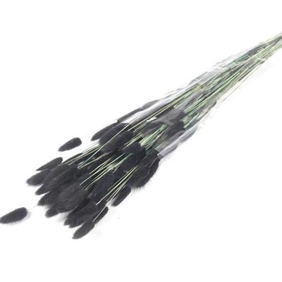 <h4>Df Lagurus Bs 50g/70cm Black</h4>