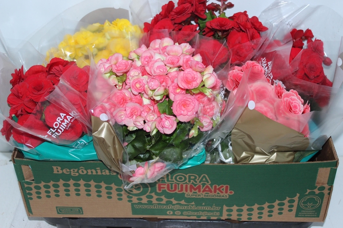 <h4>BEGONIA P15</h4>