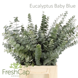 Eucalyptus Baby Blue