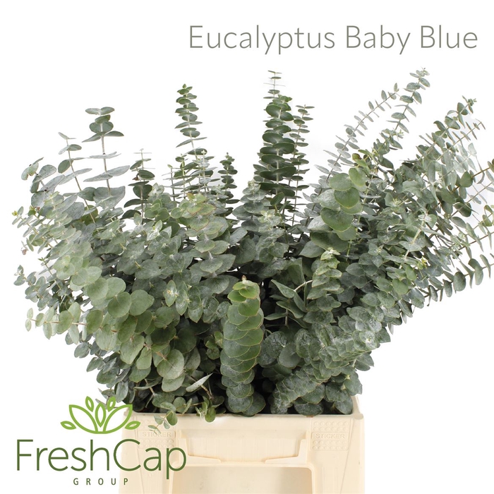 <h4>Eucalyptus Baby Blue</h4>