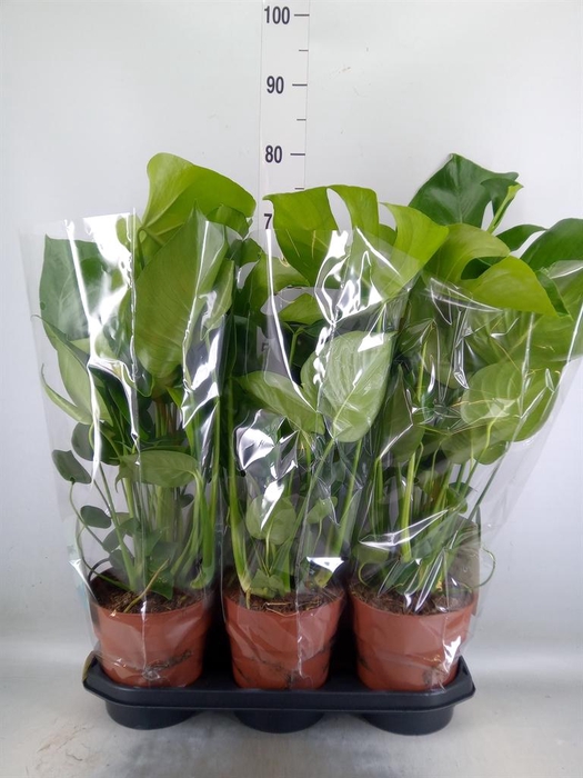 <h4>Monstera delic.</h4>