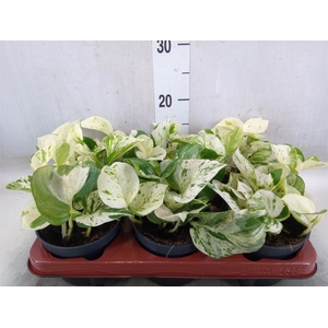 Epipremnum pinn. 'Happy Leaf'