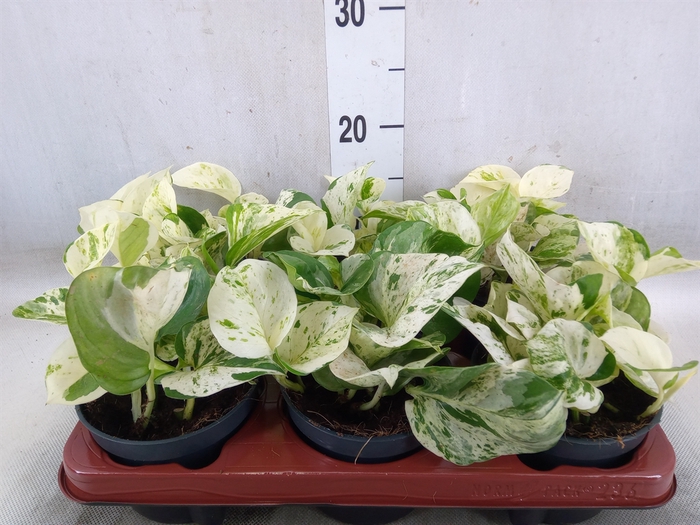 <h4>Epipremnum pinn. 'Happy Leaf'</h4>